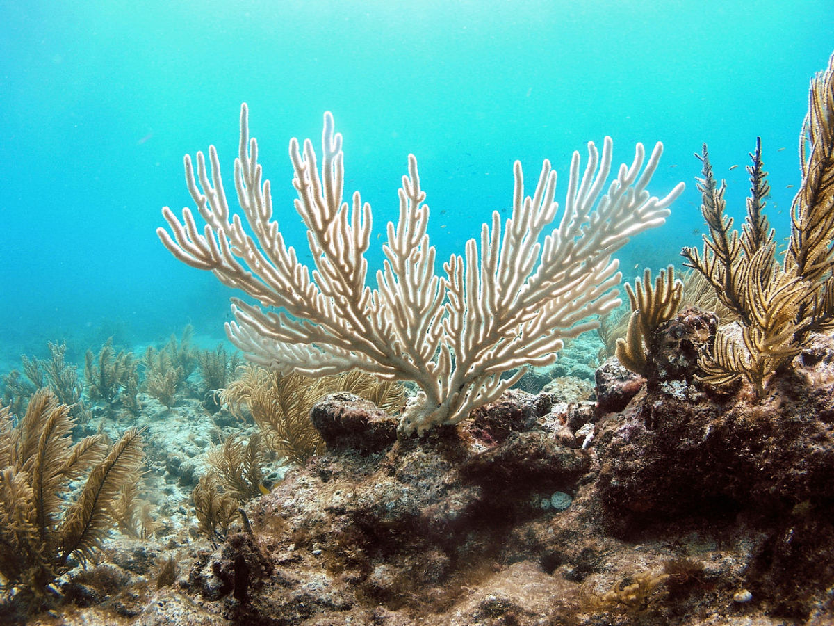 A bleached colony of the soft coral known as "Bent Sea Rod," Florida, September 2014.  Photo by US Geological Survey, courtesy Wikimedia Commons.