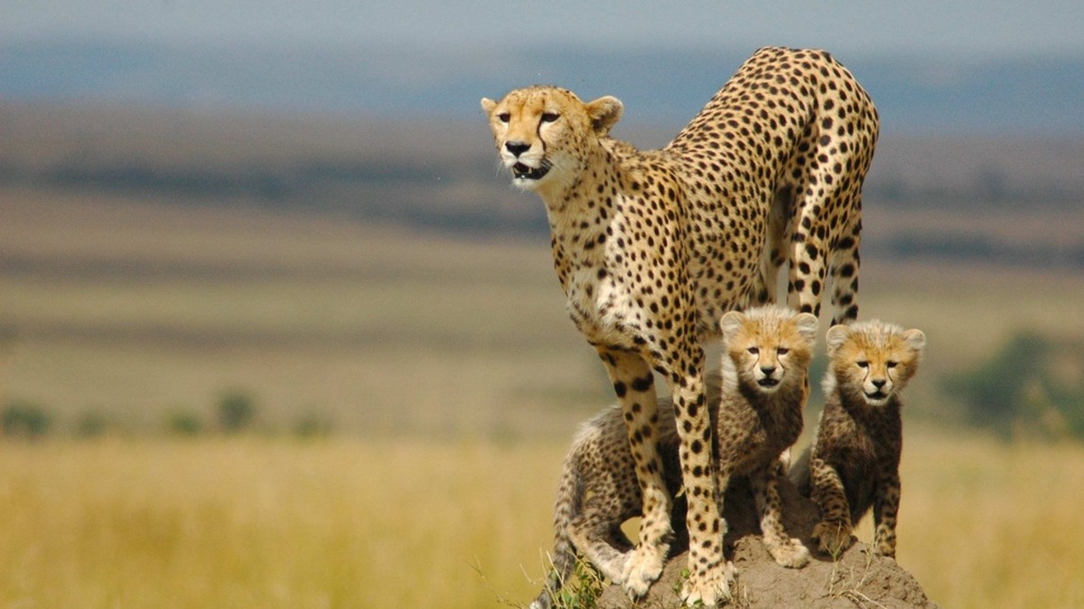 acinonyx-jubatus-the-cheetah
