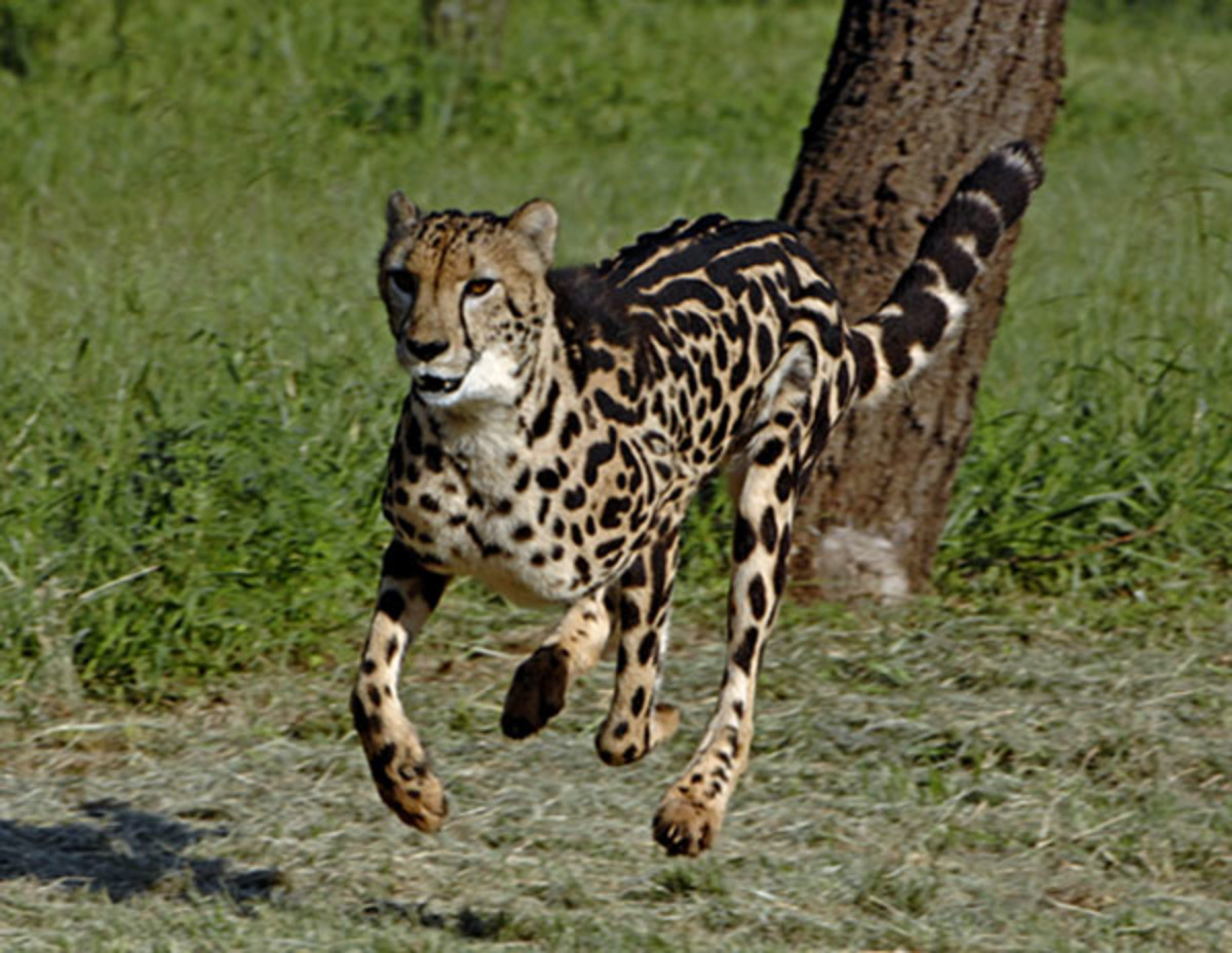 acinonyx-jubatus-the-cheetah