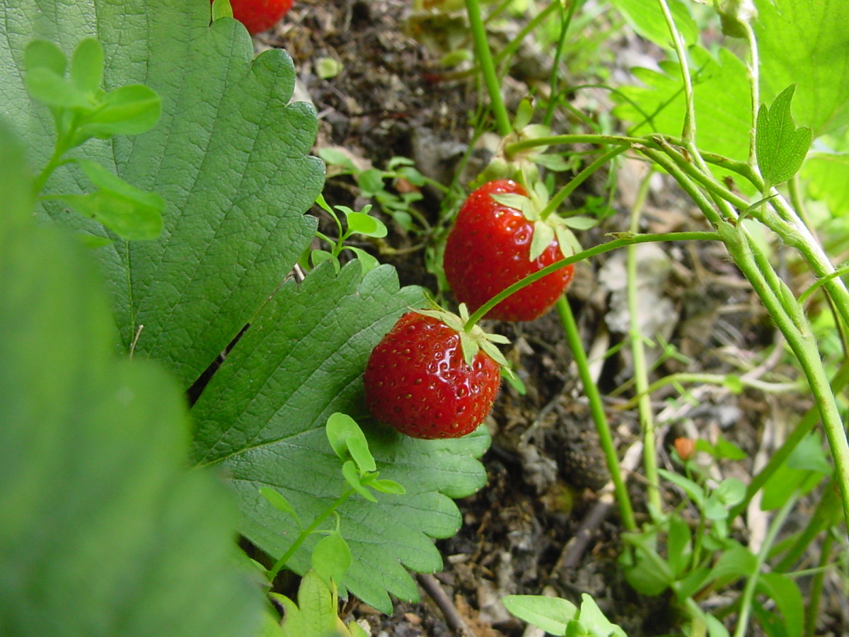sylvia-plaths-bitter-strawberries