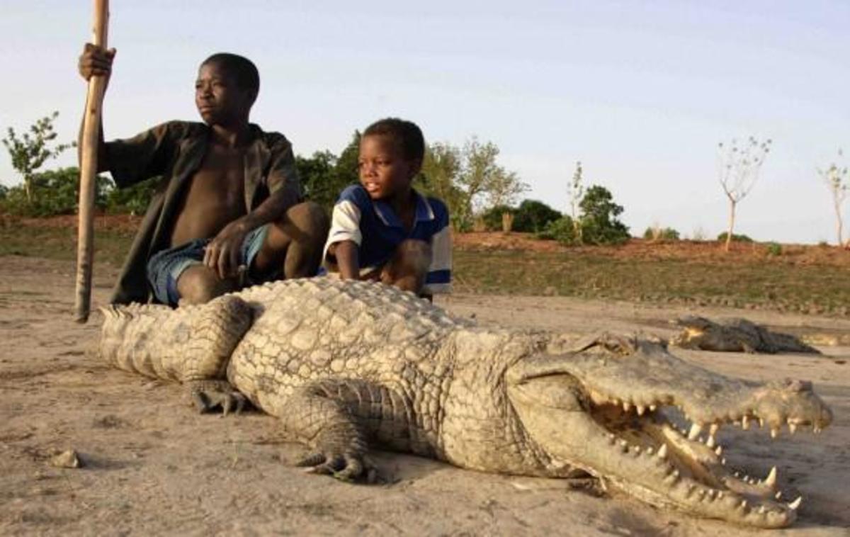 Crocodiles are generally aggressive, but not in the town of Paga in Northern Ghana.