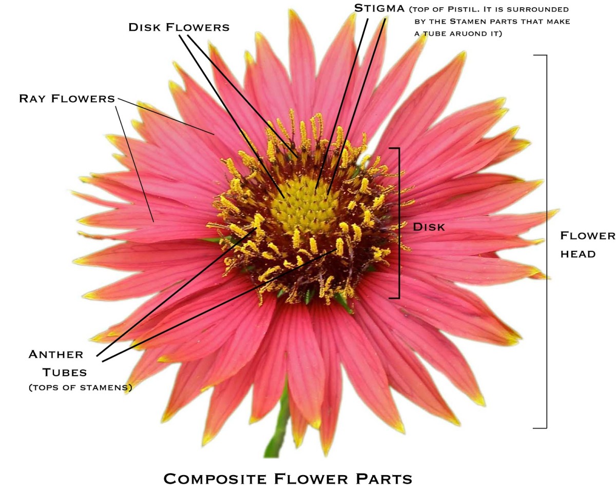 Composite flower