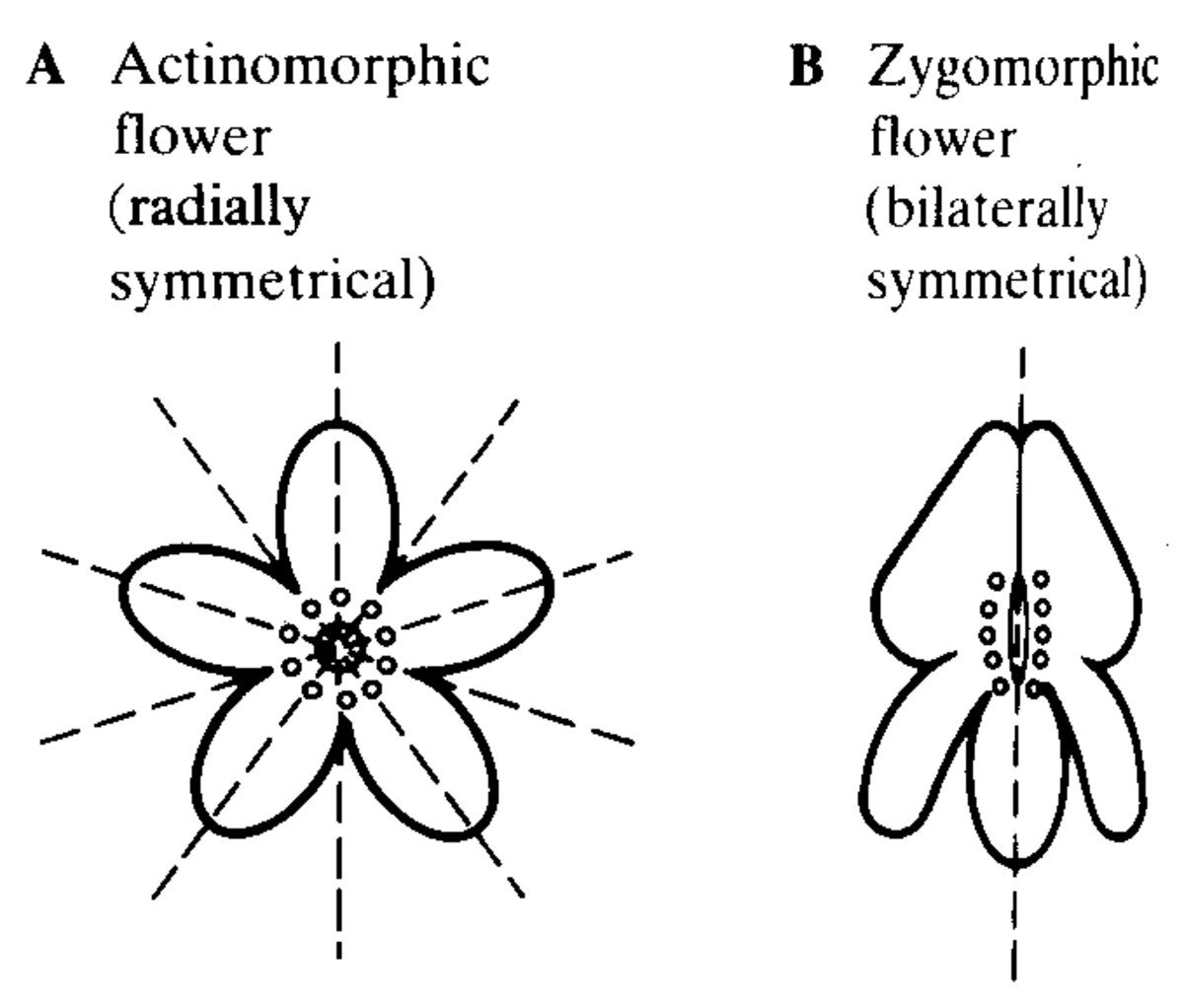 Actinomorphic (regular) and zygomorphic (irregular) flowers