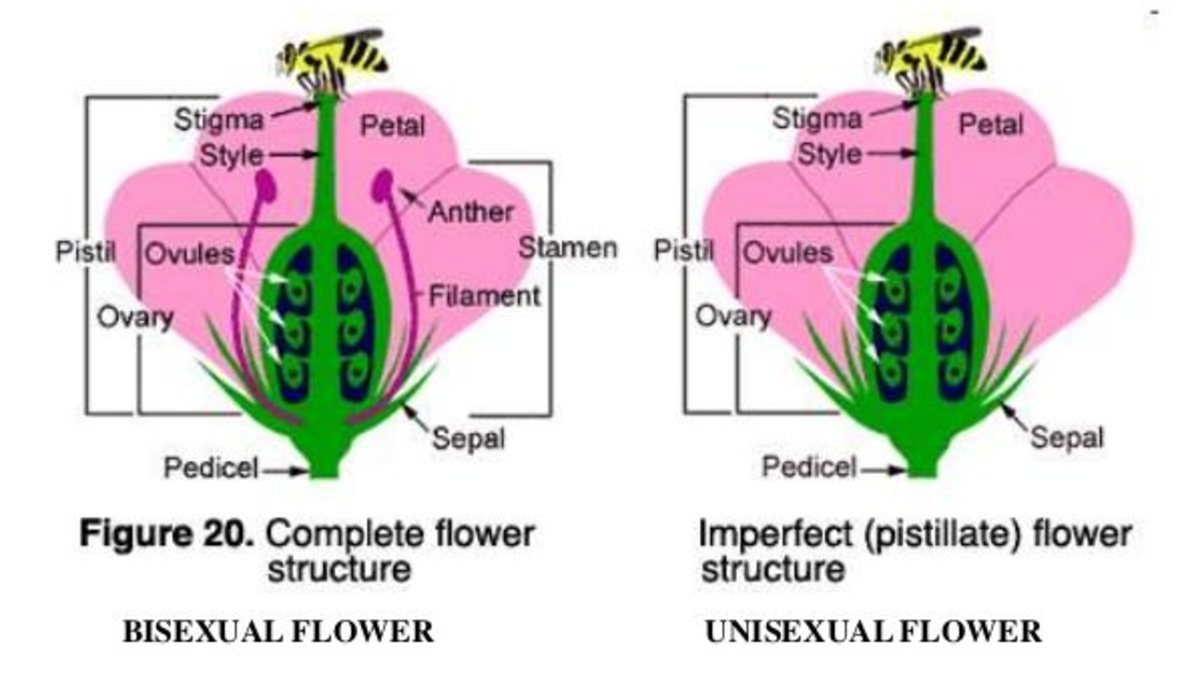 单性和两性花