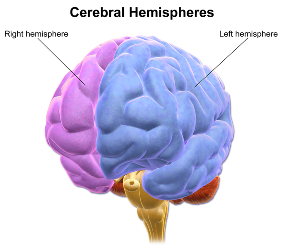 The cerebral hemispheres as viewed from the front of the brain