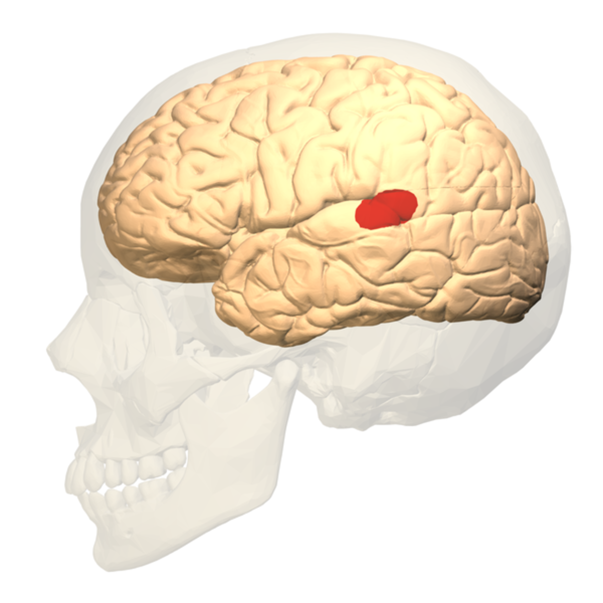 Wernicke's area is located where the parietal lobe joins the temporal lobe.