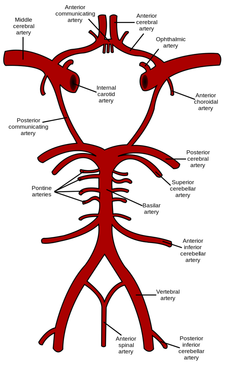 Most of the arteries in this illustration are present in a right and a left form. Only one of each pair is labelled. The circle of Willis is the roughly circular section at the top of the illustration.