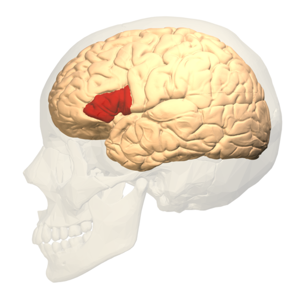 Broca's area (the red patch) is located in a frontal lobe of the cerebrum.