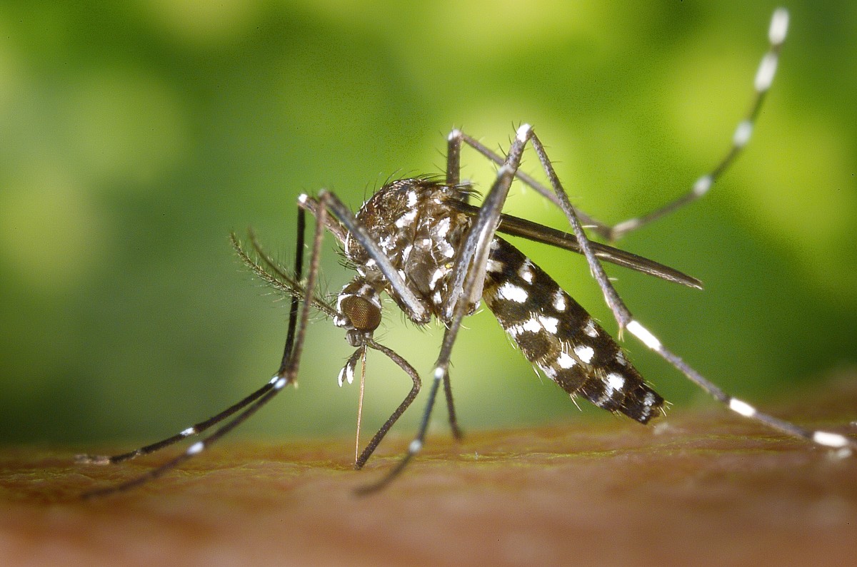 Aedes albopictus or the Asian tiger mosquito