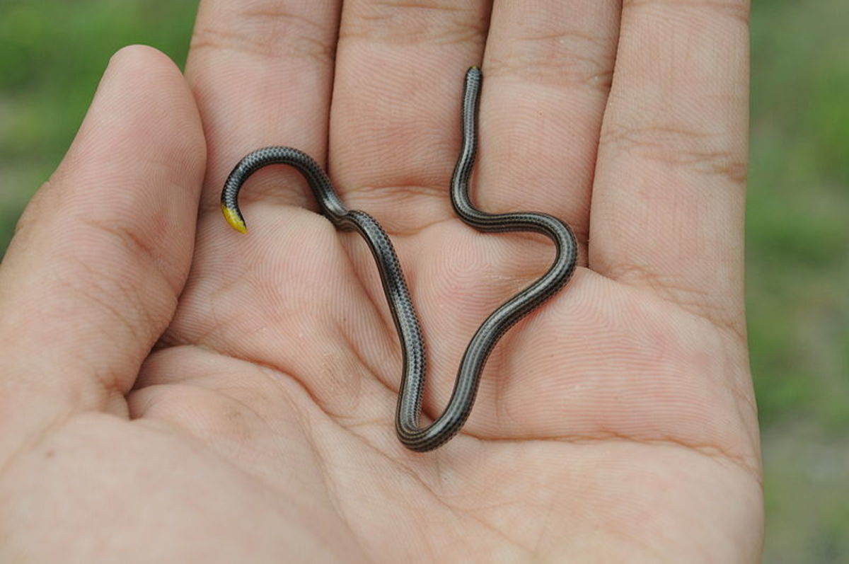 Black blind snake, Leptotyphlops goudotii
