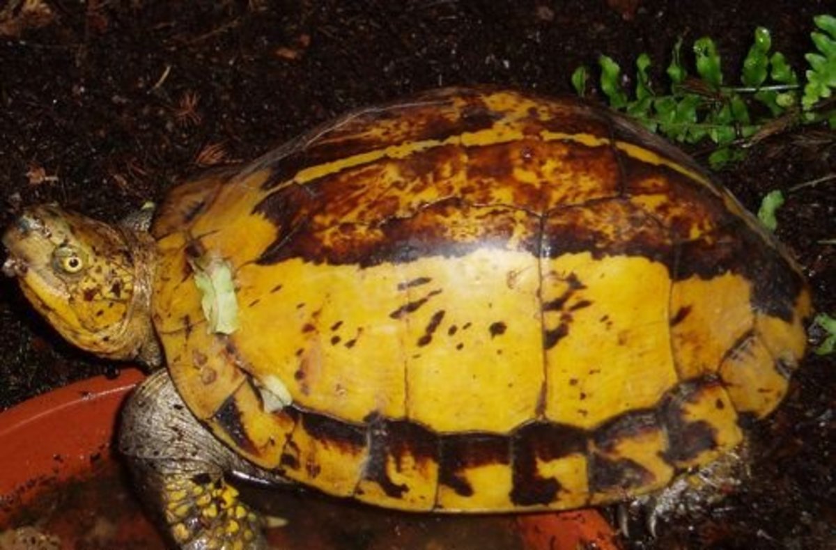 Flowerback Box Turtle, Cuora galbinifrons