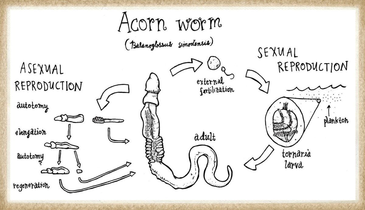 Lifecycle of a specific acorn worm (Belanoglossus simodensis)