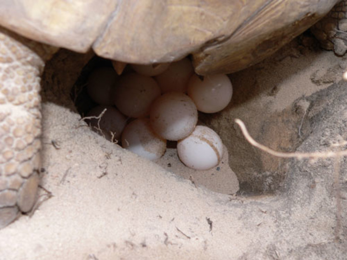 Sulcata laying eggs