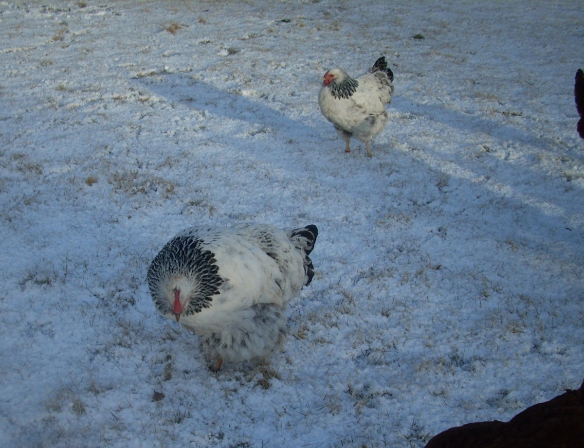 Winter chickens!