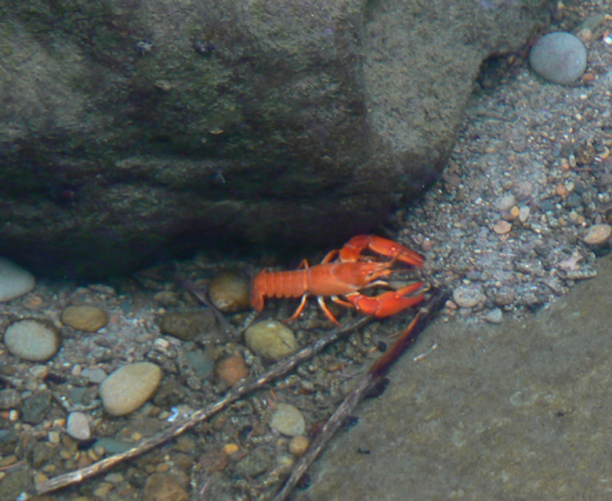 Crawfish in the North Fork Smith River, Oregon