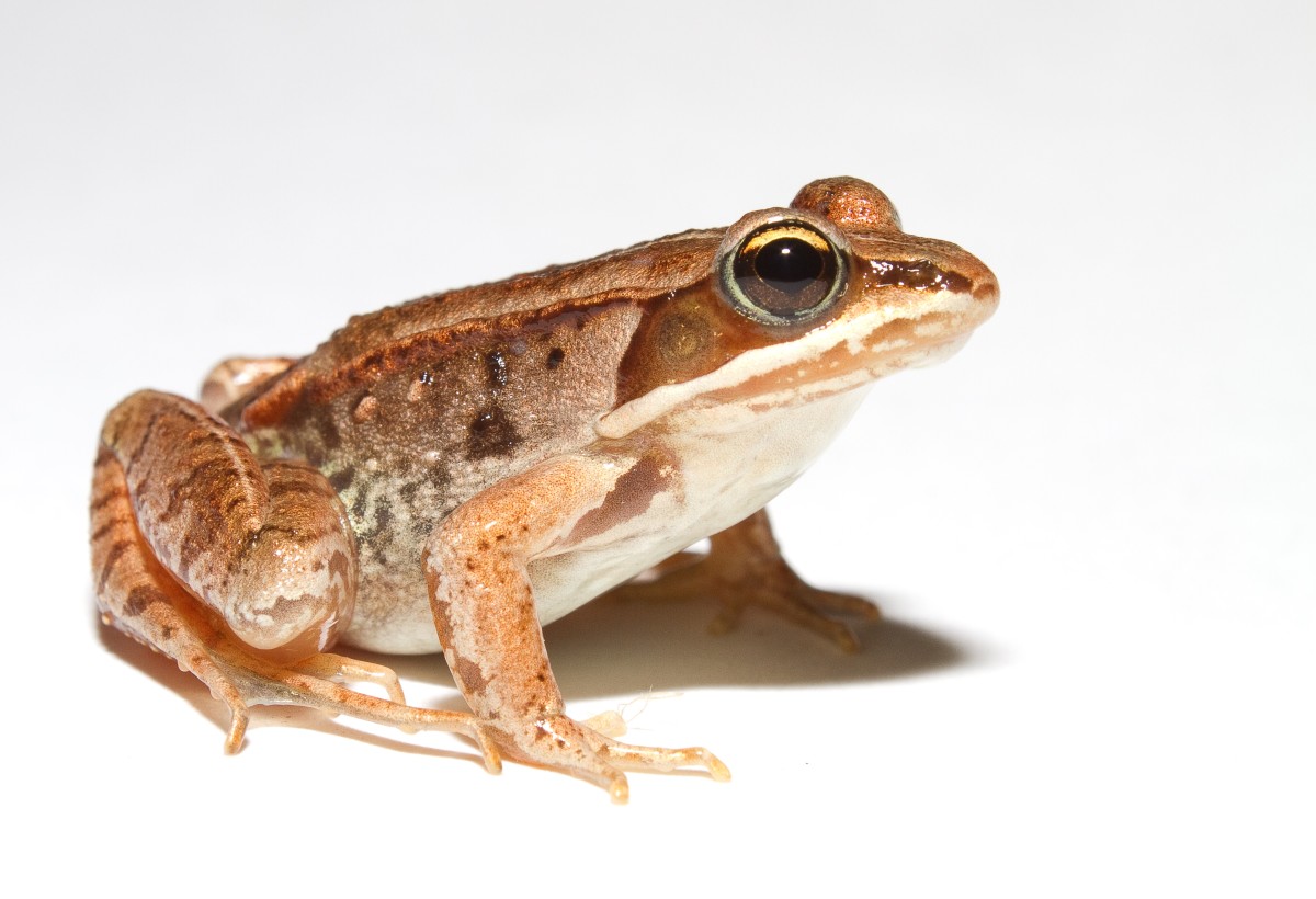 The adult frog