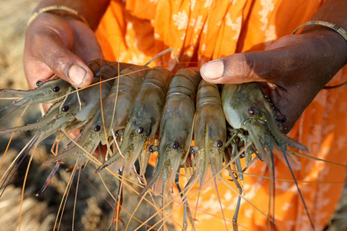 the-dirty-secret-of-shrimp-farming