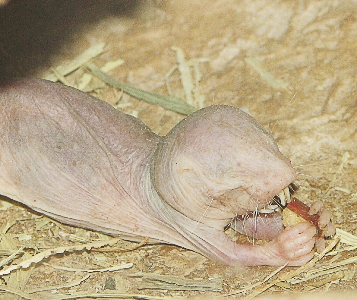 In this photo of a captive naked mole-rat eating, the upper and lower incisors can be clearly seen.