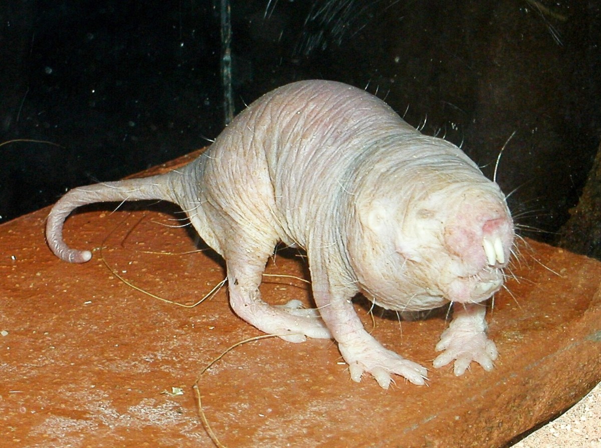 The bristles and hairs can be seen on the body of this naked mole-rat.