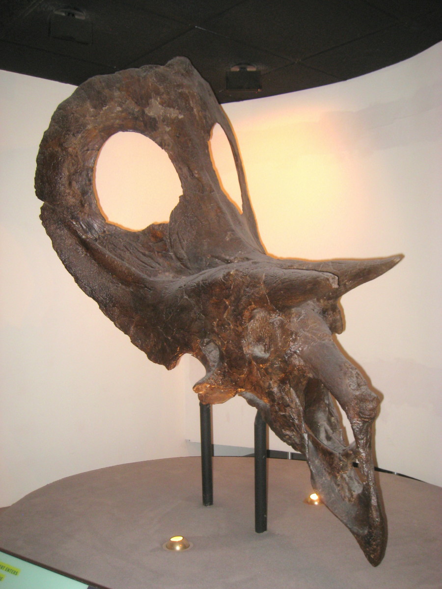 Torosaurus skull at the Academy of Natural Sciences, Philadelphia.