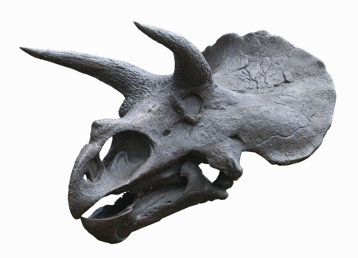 Skull cast of Triceratops from the National Museum of Natural History, Washington, DC.
