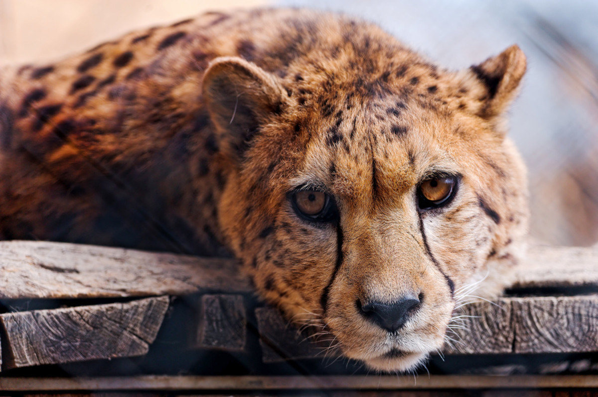 cheetah-attacks-killing