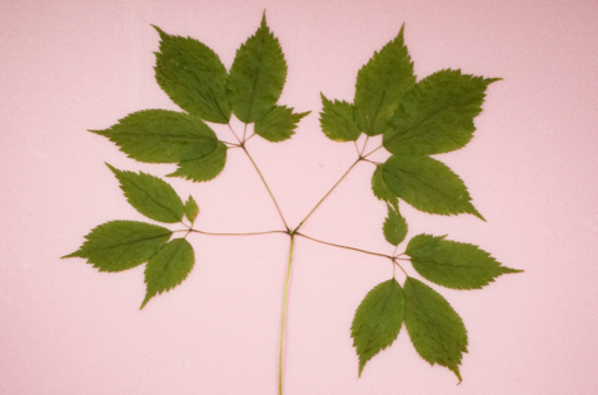Mature Ginseng Leaves and Stem (dried)