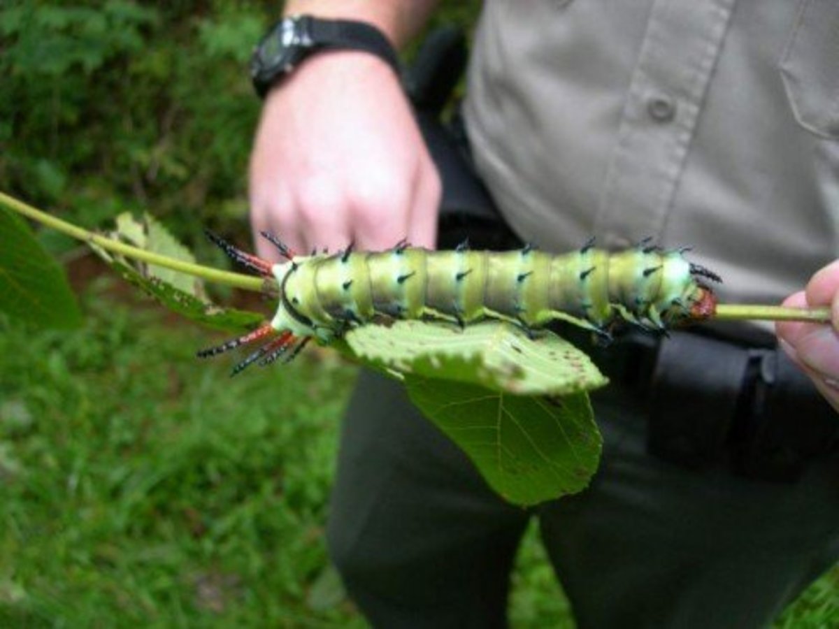 Calling the hickory horned devil a large caterpillar may be an understatement, as you can see in this photograph, but their appearance makes a human one of their major predators because they don't understand that they are not dangerous