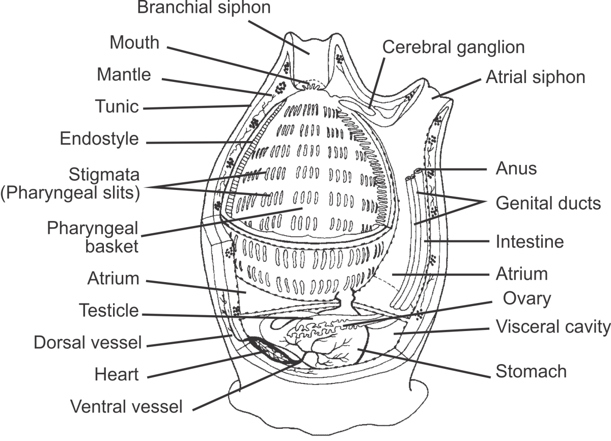 Tunicate Facts: Ascidians and Bioluminescent Pyrosomes - Owlcation