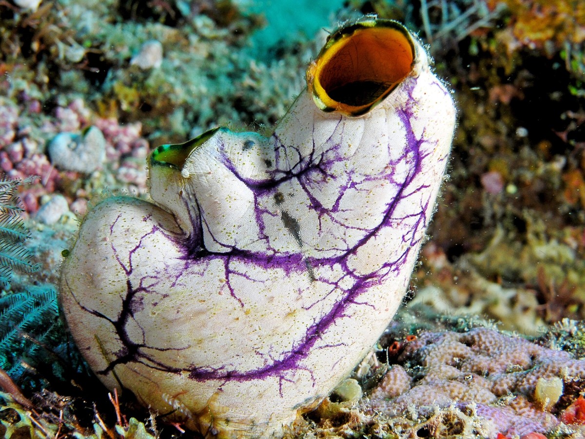 The golden or ink-spot sea squirt (Polycarpa aurata) is an ascidian.