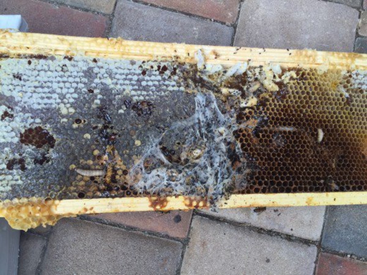 beekeepers-beware-of-wax-moths