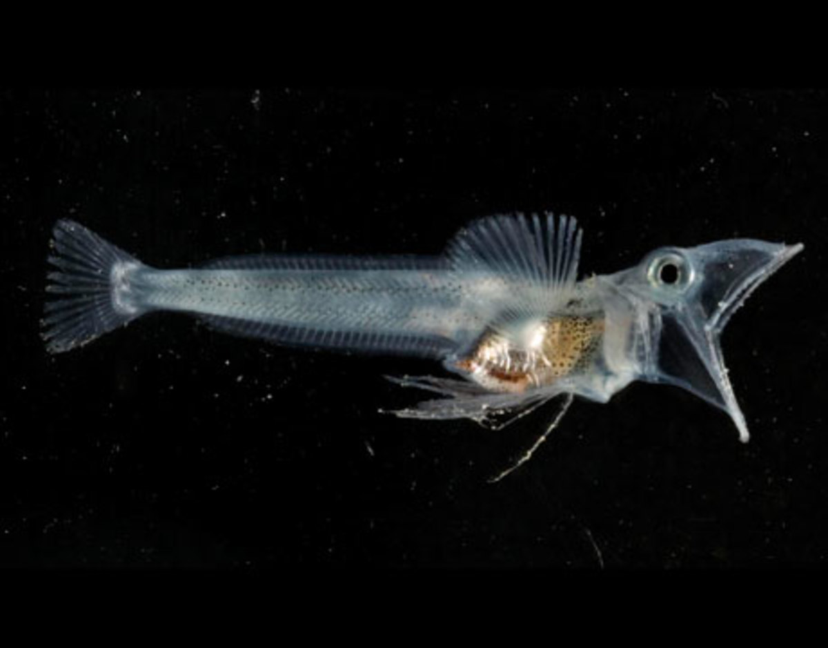 The icefish is just one of the many strange undersea creatures that dwell in the Antarctica Ocean. 