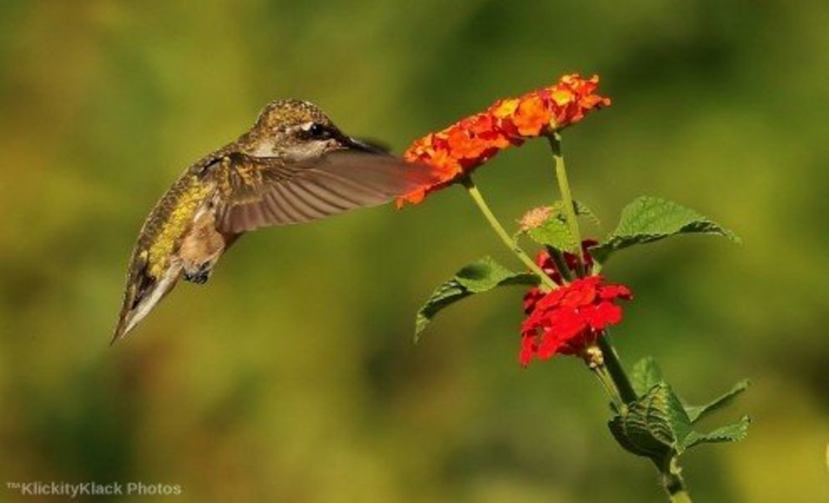 hummingbirds-you-are-likely-to-see-in-new-mexico