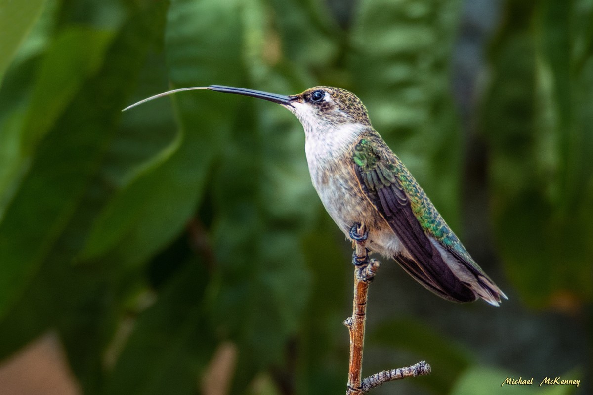 Female rufous hummingbird.  Now, that's a tongue!