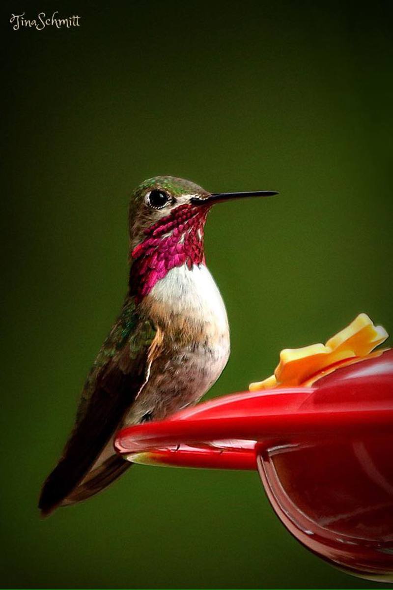 Calliope hummingbird, Los Lunas, NM
