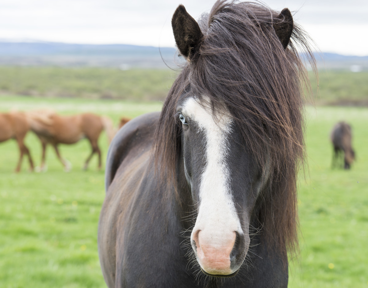 A Blue-eyed Icelandic horse