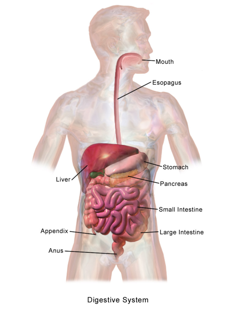 Location of the pancreas with respect to other abdominal organs