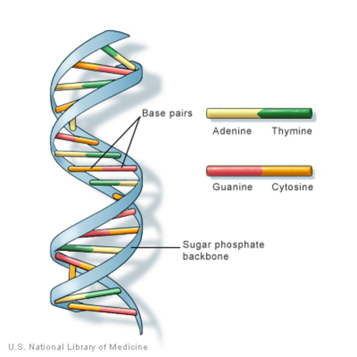 biology-basics-cells-genes