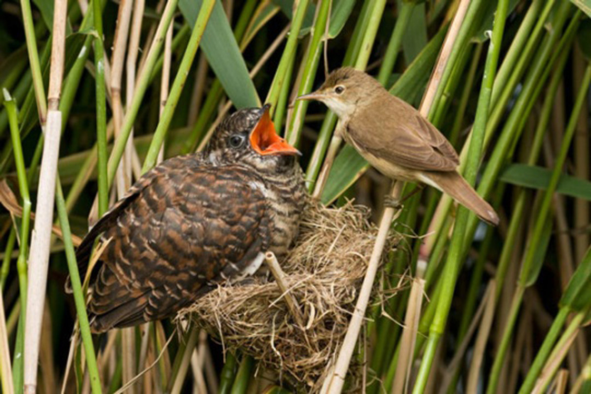 Cooperative Behaviour In Animals Owlcation