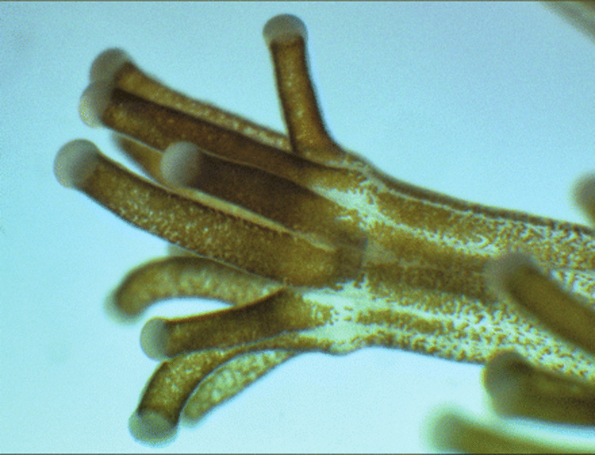 Coral polyps contain tiny algae called dinoflagellates which live and photosynthesize inside the tissue 
