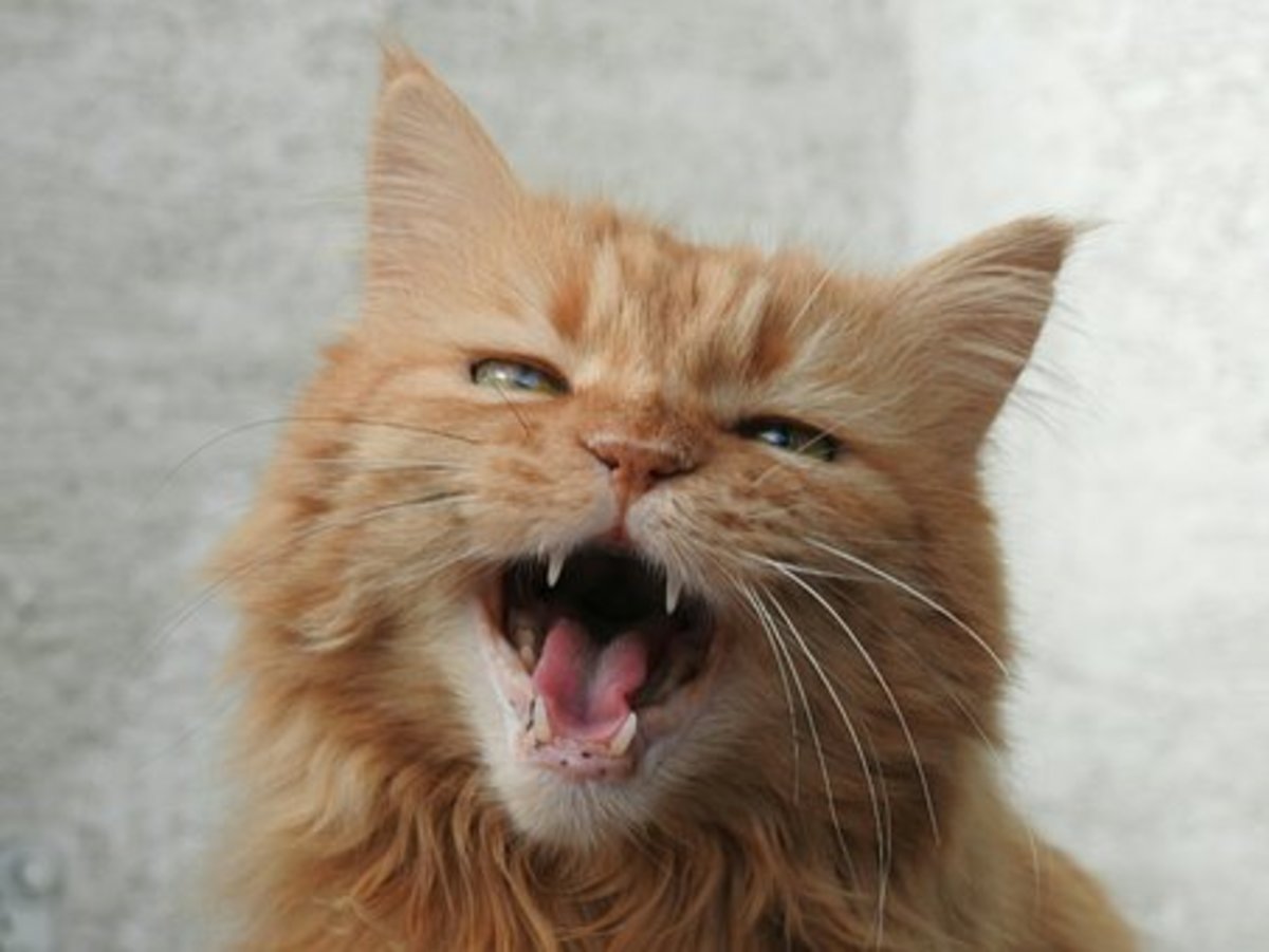 50 Cat Idioms and Phrases - Owlcation
