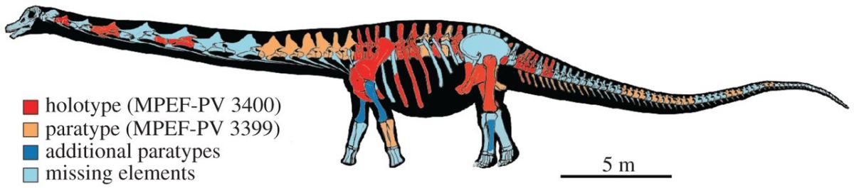 Projected skeleton of Patagotitan. The holotype (red) is the initial specimen of the dinosaur, while paratypes (light orange and ocean blue) are additional specimens used to distinguish it from other species.