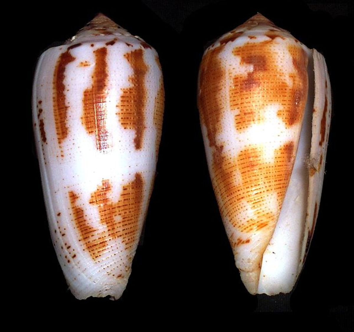 Cognus magnus aka magical cone is a species of sea snail