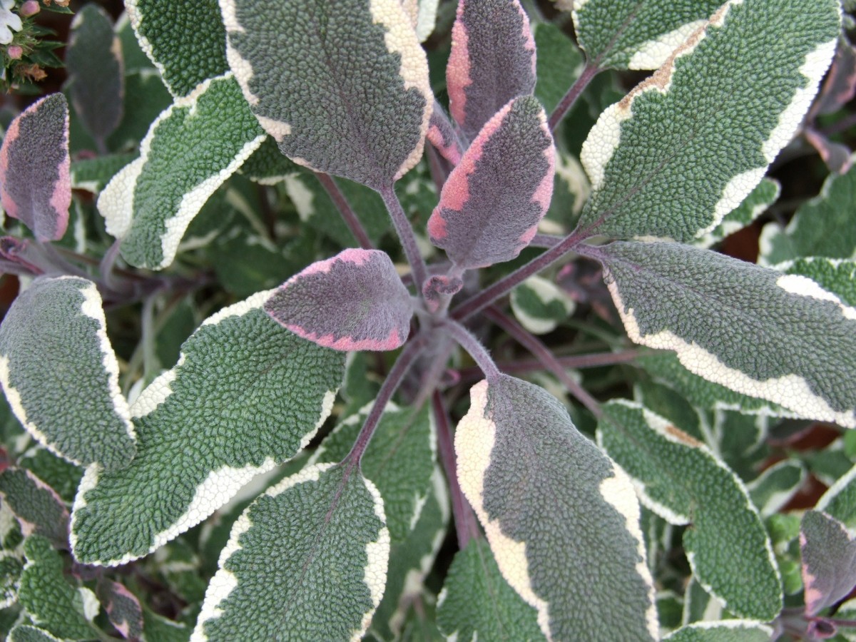 Look at the lovely colors and texture of this salvia: sage green, burgundy, pink and cream.