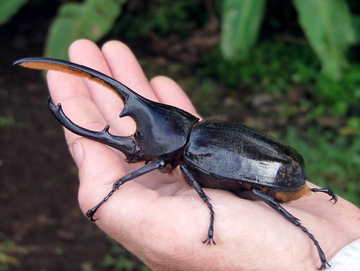 This is a photo of a major hercules beetle, a species of the rhinoceros beetle - one of the largest species of beetle in the world and native to the rainforests of Central America, South America, Lesser Antilles, and the Andes.