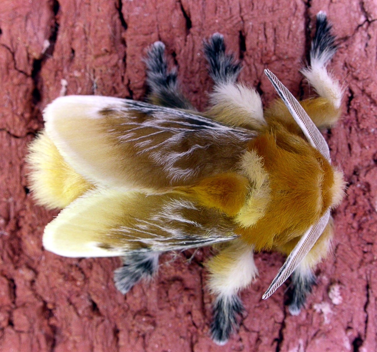 A southern flannel moth