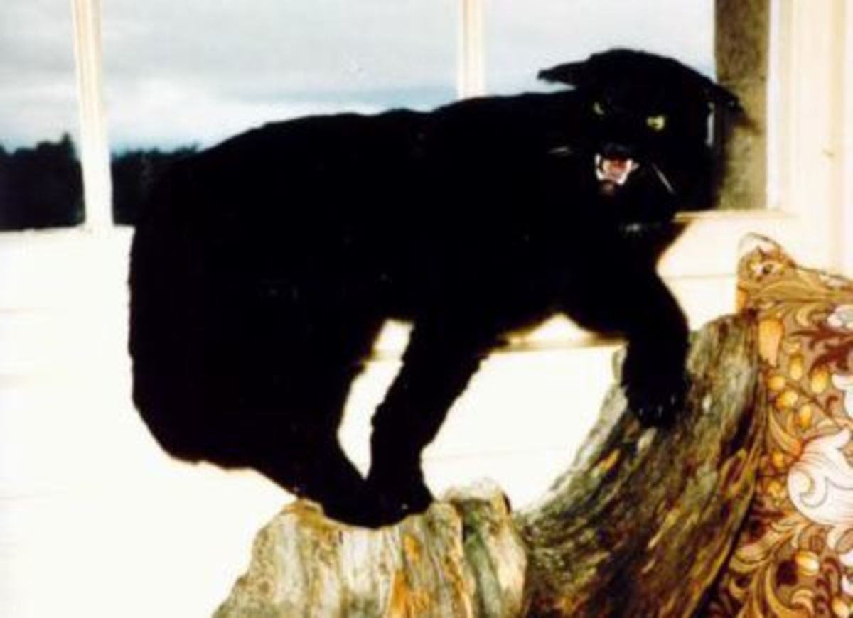 Alien Big Cats: The Beast of Bodmin Moor and the Beast of Buchan ...