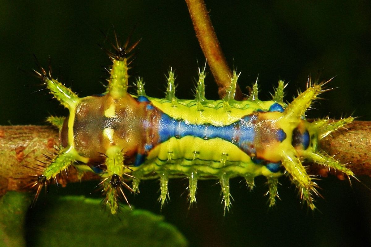 This stinging nettle caterpillar has different coloring, but its sting is just as painful as its orange, clown-looking brother.