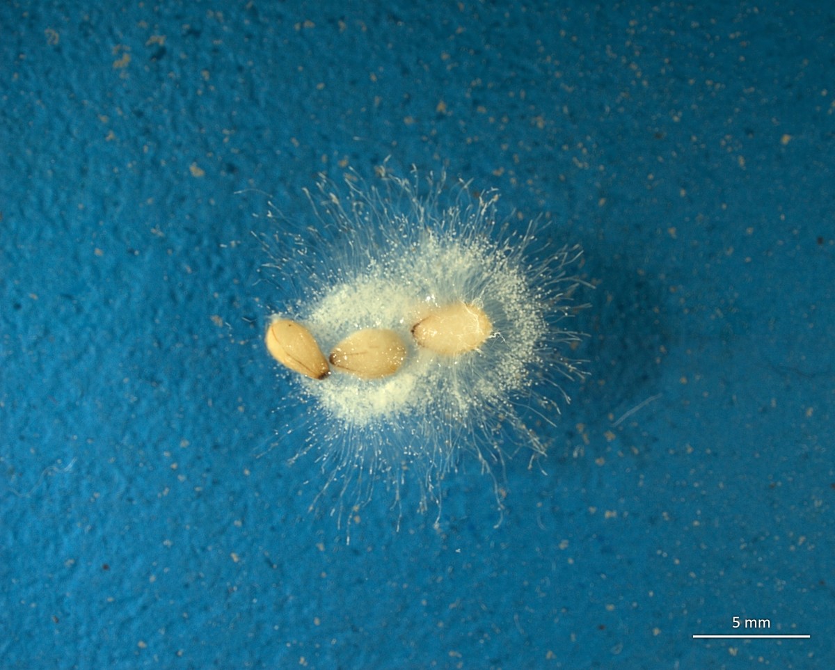 Saprolegnia on sesame seeds in water