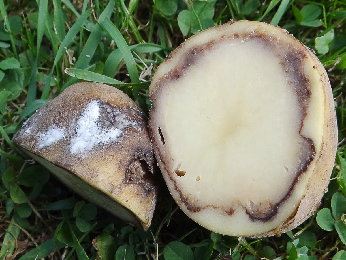 A potato infected by Phytophthora infestans